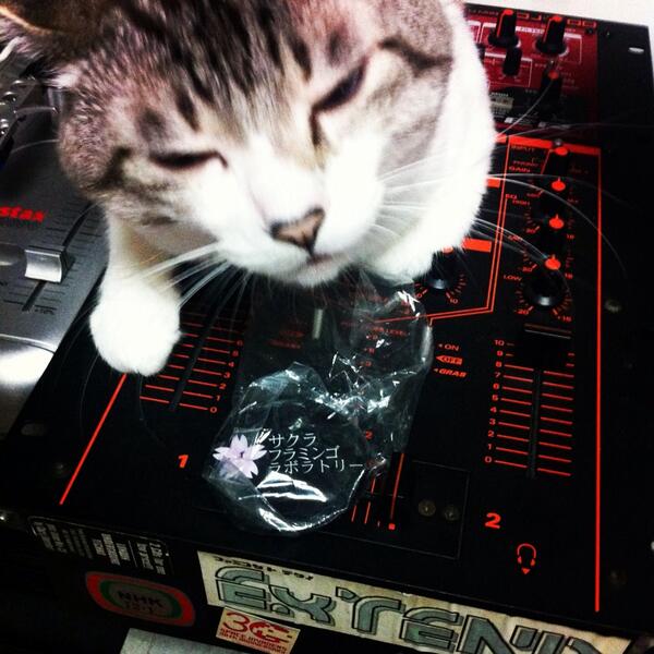 gamsic's tweet photo. サクラフラミンゴラボラトリー #SFLAR http://t.co/oK4WOjlgvf