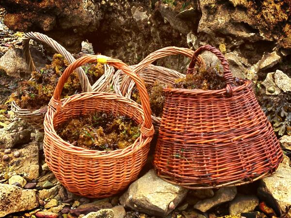 Ballymaloe's tweet image. Staff day out! #Carrageen picking on the rocks at Shanagarry strand #ForagingFun