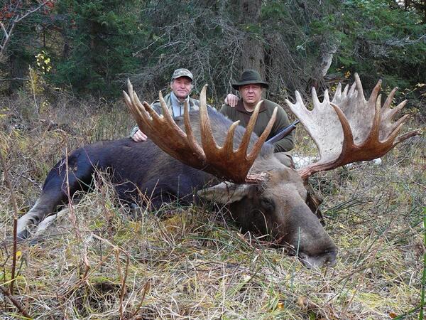 TrophyKills's tweet photo. Trophy moose killed http://t.co/OBuFgnMSnZ