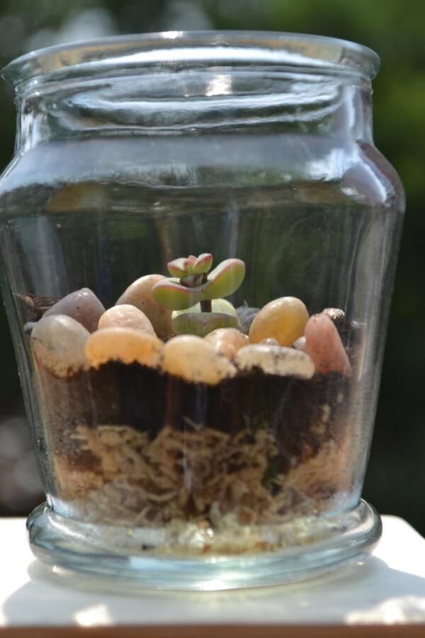 WearItMiniPlant's tweet photo. We have revised our Terrarium Kits to now include a Mini Plant. Picture of Baby's Necklace Terrarium Kit. http://t.co/ybIPlm6pyO