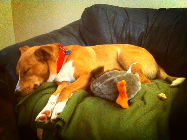 phillystogo's tweet photo. Meet my new buddy Todd. The Lazy duck hunter. Thank you Sherwood Animal Shelter for such a wonderful new bud! #adopt http://t.co/iF5mwHgIyg