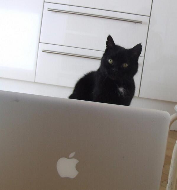 MYSADCAT's tweet image. My cat is sad because he is worried that David Cameron is going to cut off his supply of intellectual sad cat porn.