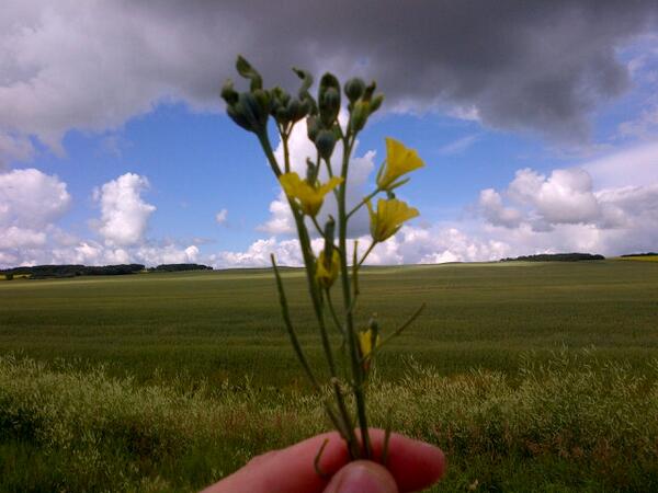 Not much for Aster yellow disease this season- I found my first infected canola plant today