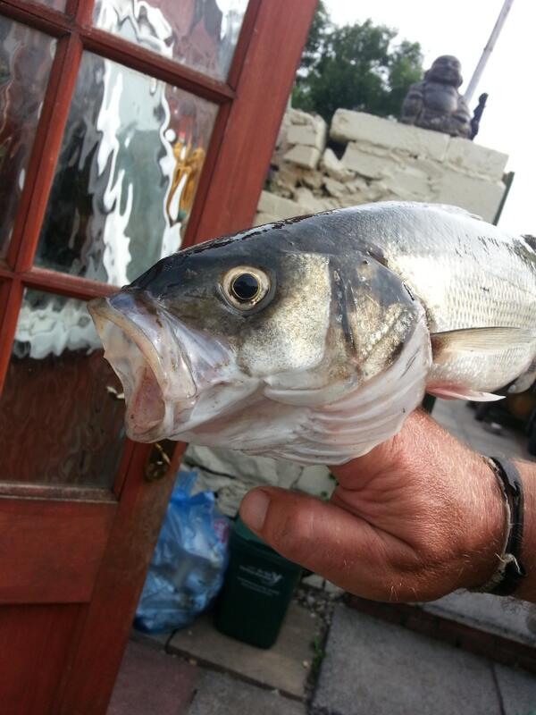 andrewbrown1972's tweet photo. A good day bass fishing http://t.co/P1y6d8hydS