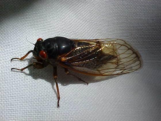 InsectMist tweet picture