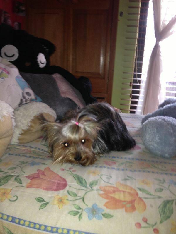 yosoyreichel's tweet photo. @PrrosPerdidosMX hola! me ayudarían a difundir a Mantequilla se perdió en la col. Garcimarrero, del Álvaro Obregón http://t.co/a9FvYRgW3d