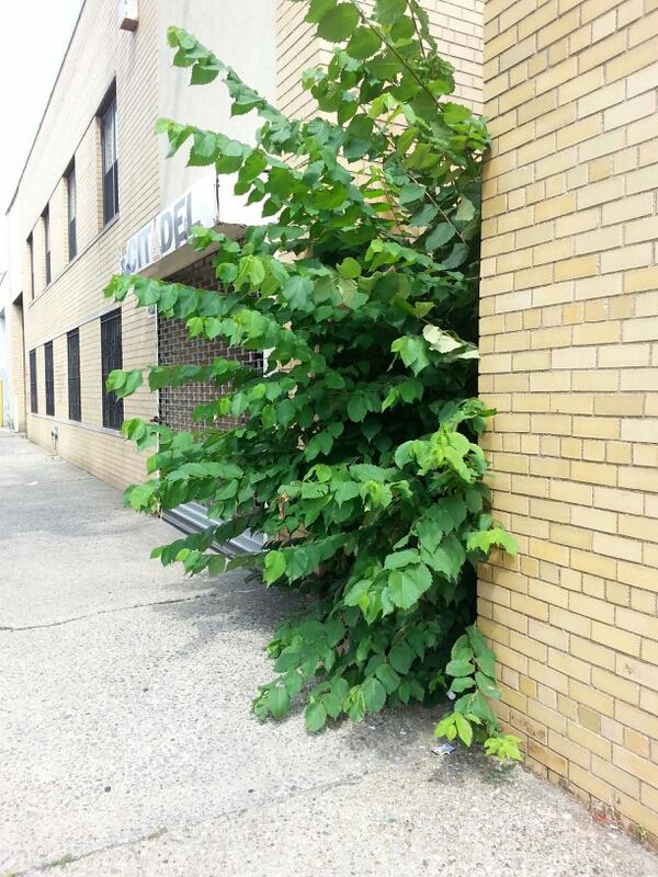 katerli bounds tweet media