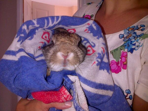 CoutureCartoon's tweet photo. Awwww my poorly rabbit http://t.co/iNkb8QAshR