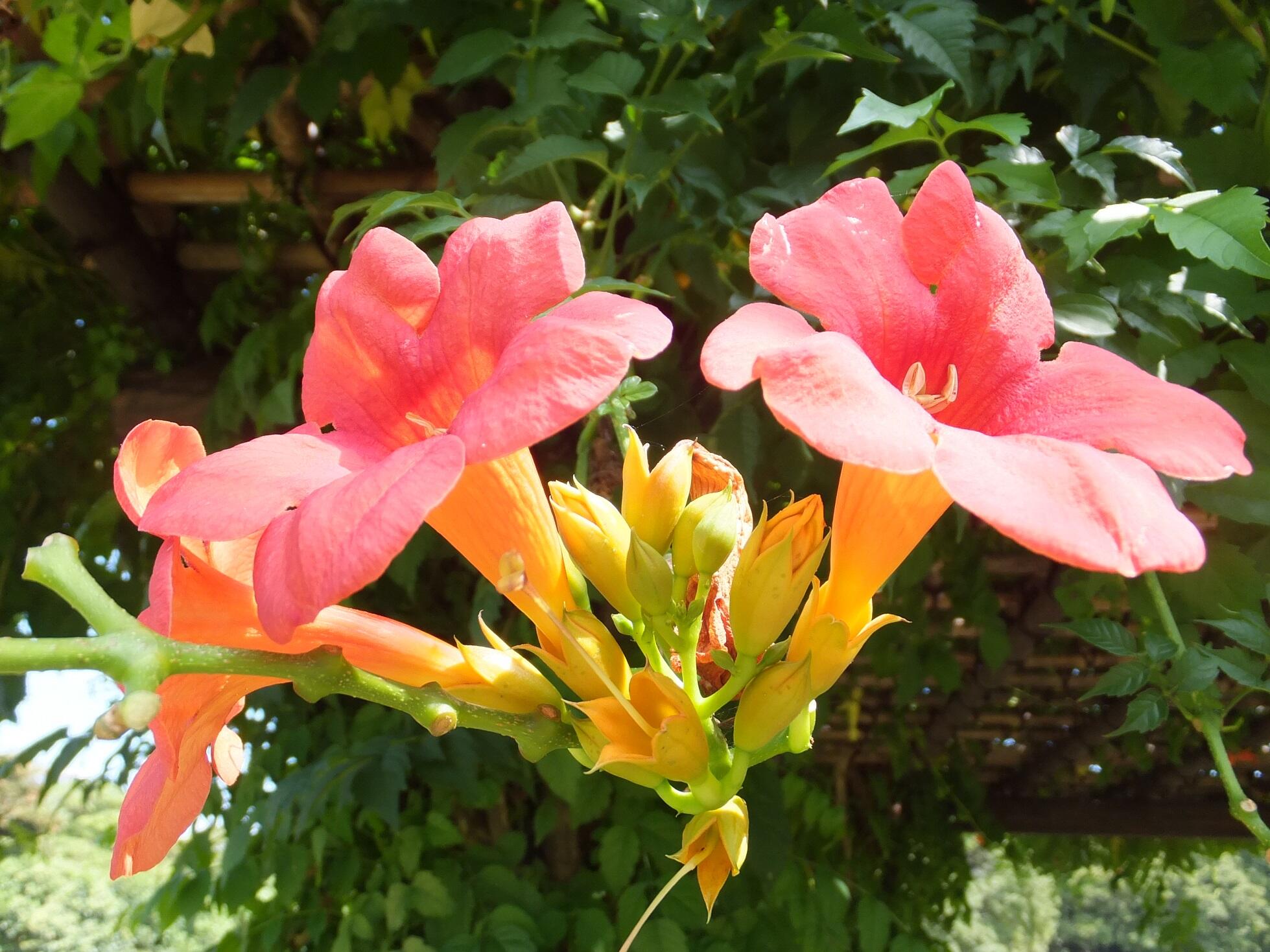 Kazutada K のうぜんかつら 花言葉 栄光 名声 名誉 愛らしい 花 のうぜんかつら Http T Co Vkgjbn57fv Twitter