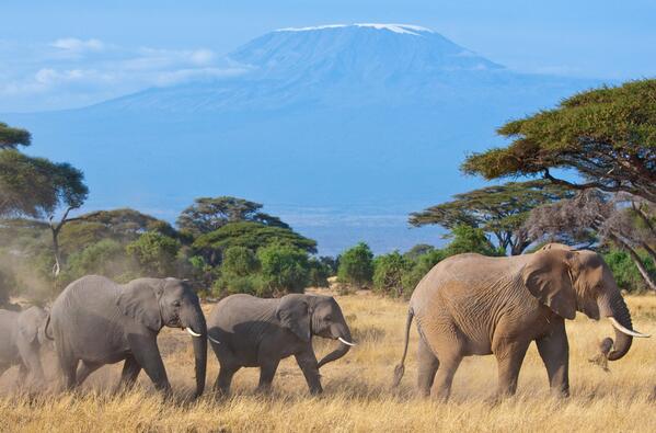 TA_IRELAND's tweet photo. Planning a trip from Dublin to Kilimanjaro? We can get you there with a layover of just 55 minutes! http://t.co/BDZJIYiauA