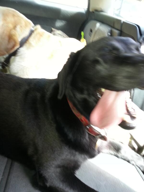 Wheyyyyyyy.... im going to the park !!! Ahhh #dogtalk #screamingdog