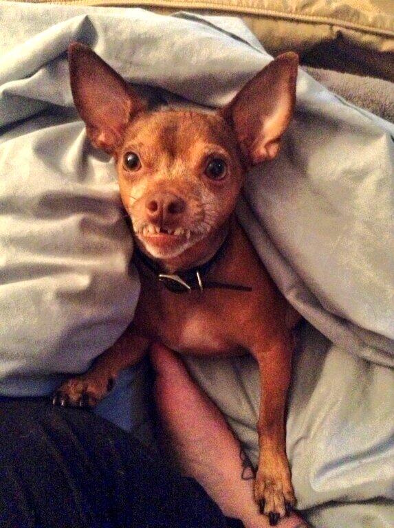 ta2dgrl78's tweet image. #dogsmile #cutedogface #dog