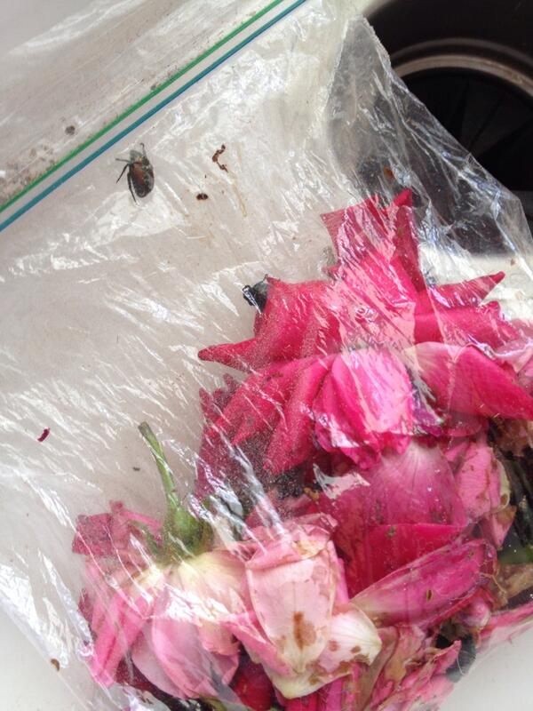 Went out to cut roses ended up picking off #Japanesebeatles #yuck