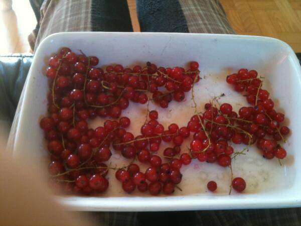 PatiSpringRoll's tweet image. Esse Johannisbeeren in reithose, weil mein Vater noch tausend Sachen machen muss bevor er mich zum Pferdi fährt.Juhu.