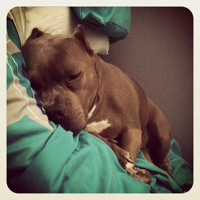 Too hot outside for Jezebelle... She is having a lazy day! http://t.co/kiT7rkOsyl<a href="/tag/breastcancerawareness"class="tags"><span>#breastcancerawareness</span></a>