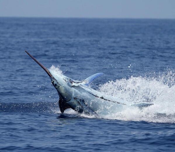 BillfishReport's tweet photo. Kona, HI - Joe Thrasher on Bwana captured this shot of their 600 lbs. Blue Marlin. http://t.co/gRvDny3aB0
