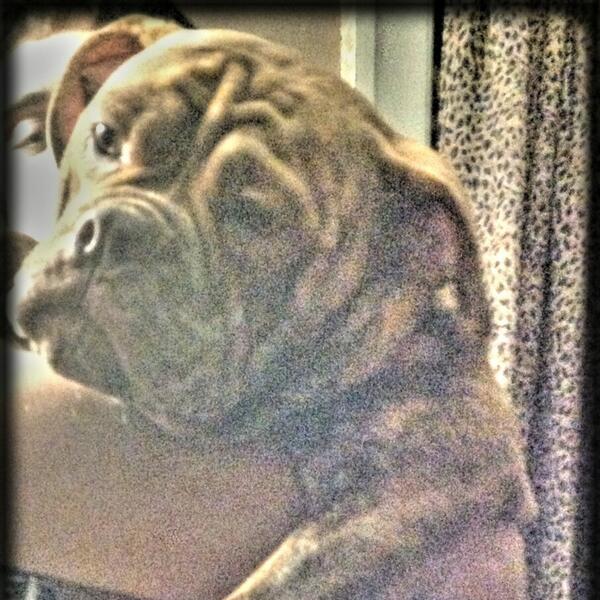 PremiumBuiltBul's tweet image. Decided to part with my keeper ..he is up to date on everything $1200 pet home 216 325 8896 Olde English Bulldogge