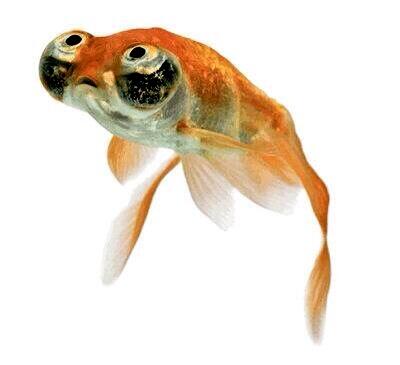 You were the best fish a man could ever hope for.