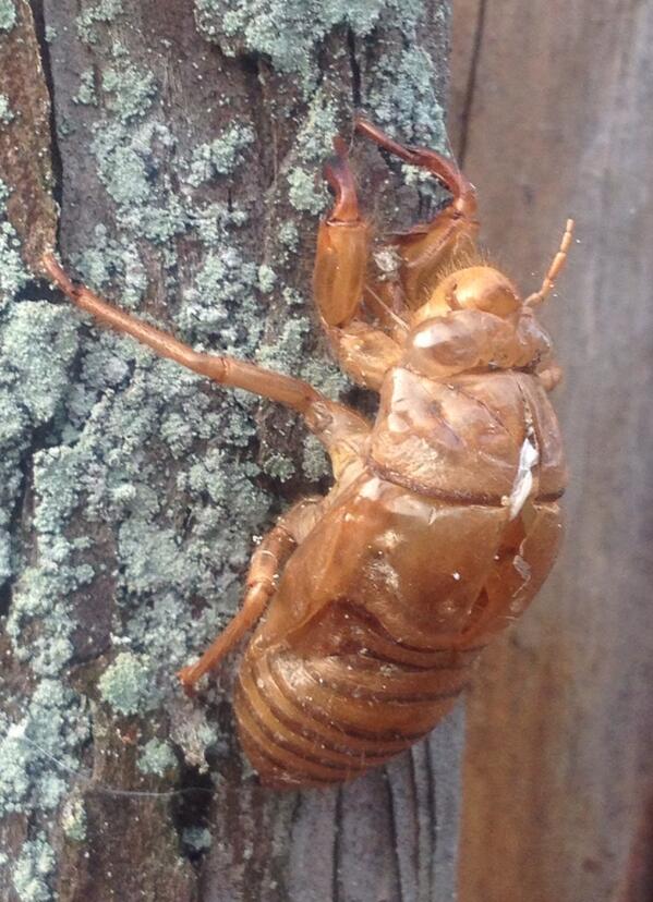 qomolangma8848's tweet image. 昨日の川渡温泉は蝉の抜け殻だらけ