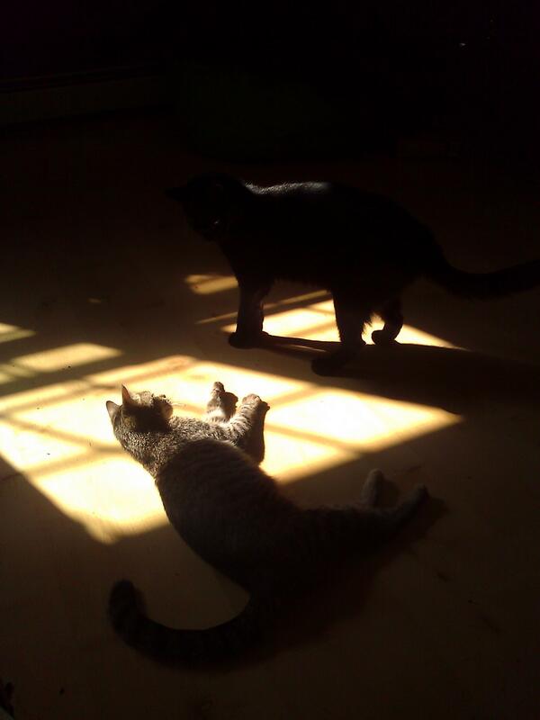 PrestonBakerman's tweet photo. Soaking up some sunshine bitches!!! http://t.co/h56iD4jRJ7