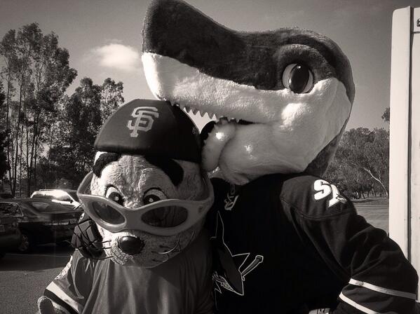 sjsharkie's tweet image. Watch out @SnuffyTheSeal - I have eaten bigger seals than you :) #EveryWeekIsSharkWeek