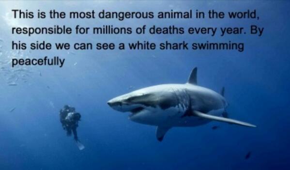 TweetSmarter's tweet photo. In honor of Shark Week… http://t.co/KVInsD1S9h