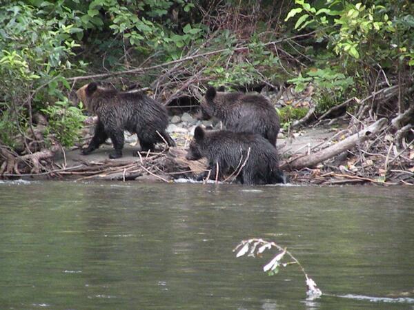 bellacoolalodge's tweet photo. Getting ready for #bearviewing in #bellacoola again for 2013. Bring the family. http://t.co/h5H99W3iqx