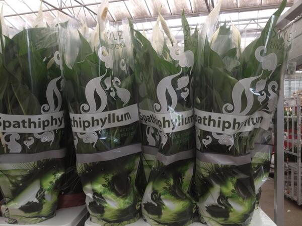 Prachtig nieuwe Spathiphyllum hoezen van Westland Plant. Morgen voor het eerst te zien op de klok!!
