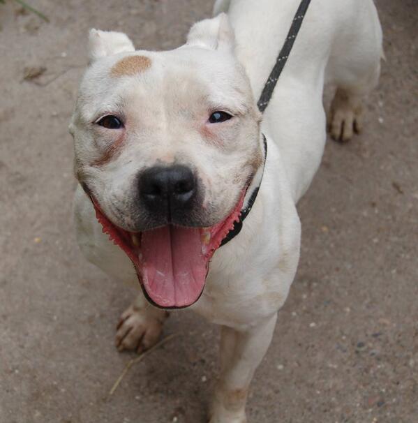 Dixie 10 year old Staffy female needs a home and some TLC in her later years