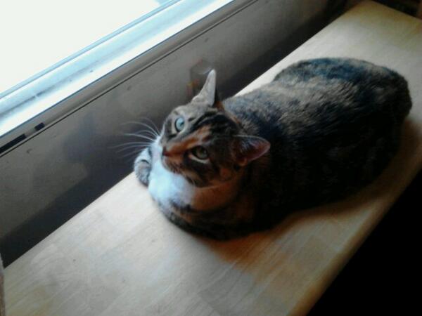 Fizzieizzy's tweet image. My cat watching me get ready for work. #CatFlow #CatPerson