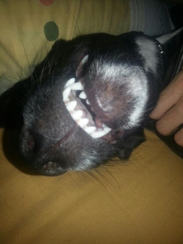 Josemicod5's tweet photo. RT lo despierto, FAV dejo que siga durmiendo - http://t.co/aSdz5t9Rc0