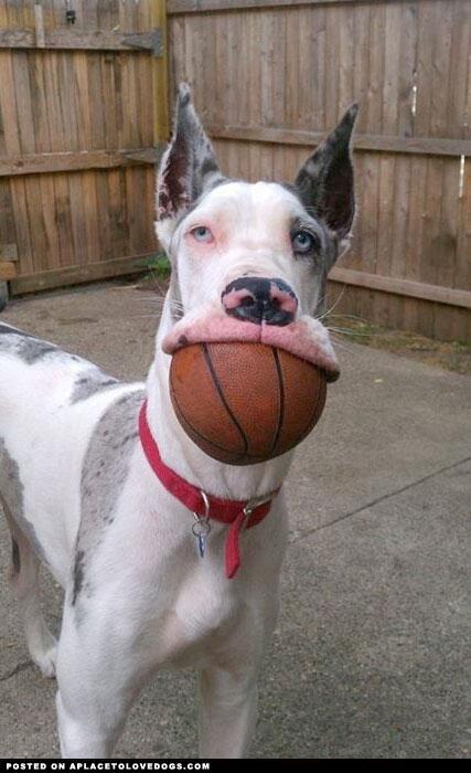 Fetchfido Games tweet media