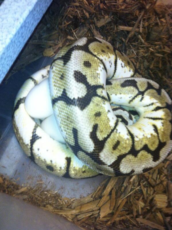 Reece allum tweet media