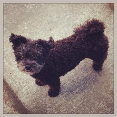 muttleycrewsf tweet media