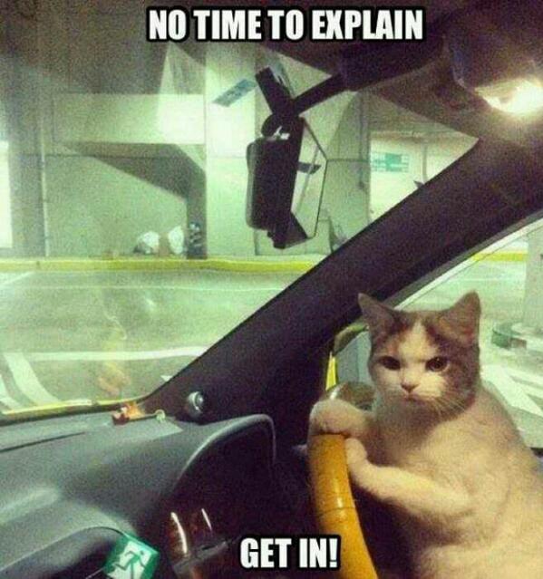 OZTAC_IT's tweet photo. this is a serious cat! lol http://t.co/sR7MdGXshz
