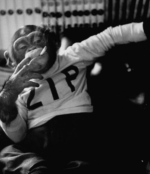 YAY!!! Monkey Smoking a Cigarette! #MonkeyAntics