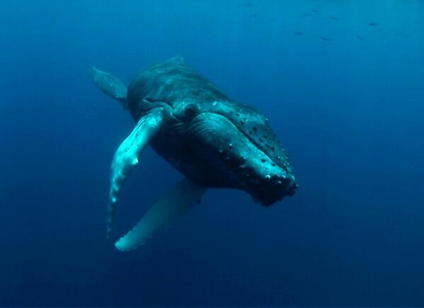 Every year, hundreds of thousands of whales and dolphins become entangled in fishing gear. #whales #dolphins #ocean