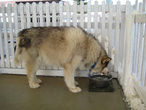 QueueNet's tweet image. 犬を本当に楽しむのには、犬を人間のように訓練するのではなく、自分の一部が犬になるよう心を開くのだ。