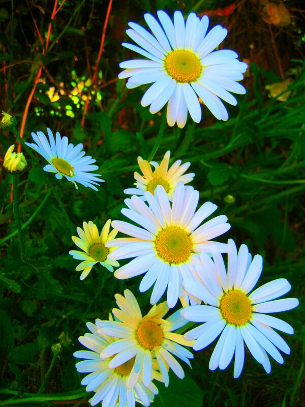 MobilebilityiOS's tweet image. #ImageFilter @MobilebilityiOS mobilebility.com/imagefilter