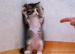 PinkyLay361996's tweet photo. cute kitty! http://t.co/900ghGXP1T