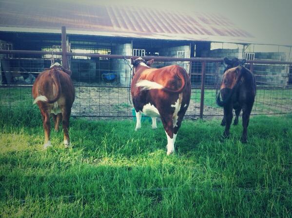 NatalieGingles's tweet image. Add four more and my show string for the next month will be complete. 👌 #bannerchasin #stockshowlife