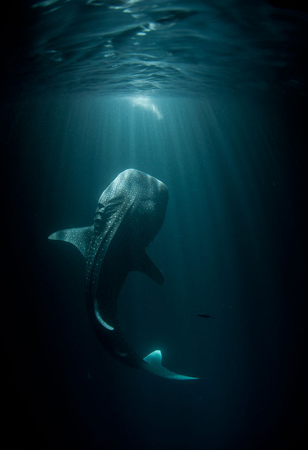 Stunning Capture Of a Whale Shark  #sharePict