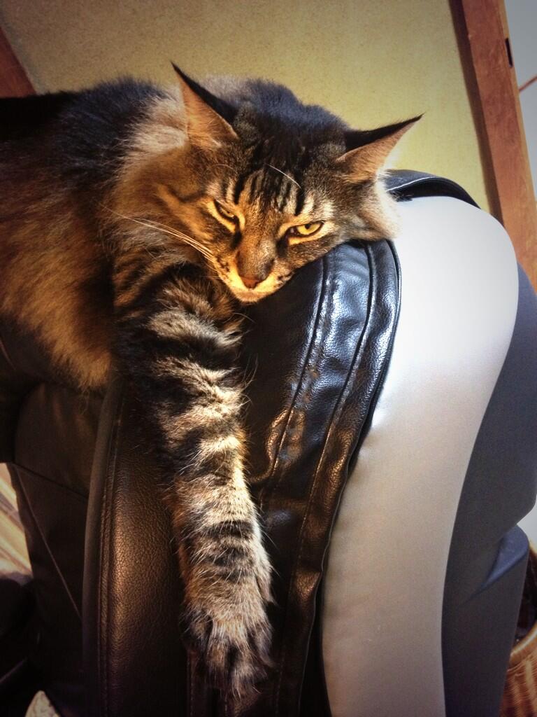 石黒亜矢子 茶色の猫の毛をむしり取って作ったクッション 【公式通販】