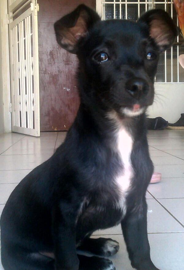jotaaesede's tweet photo. #MIMASCOTA  @conexionamerica esta es mi perrita Diva! http://t.co/gxf4e74mHV
