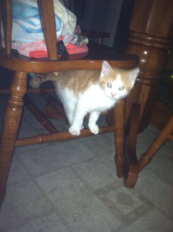 DontAtMeBruh's tweet photo. New Kitten! (: http://t.co/2vj1vUflUn