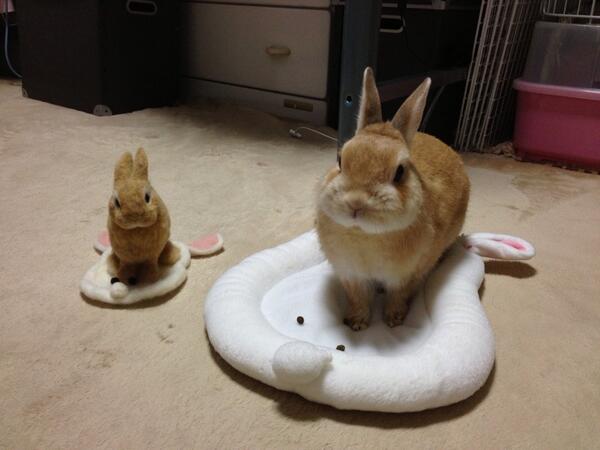 CuteUsagiPics_'s tweet photo. 本物はどーっちだ？！ https://t.co/CLpKgKDU5V