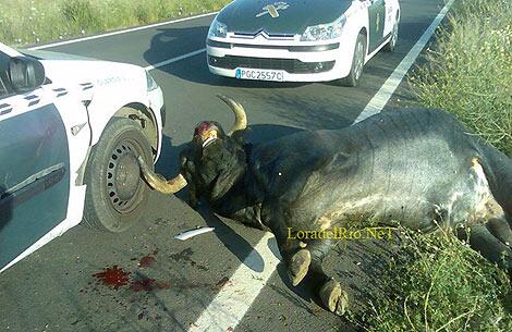 miuraloradelrio's tweet photo. Miura abatido en la finca de zahariche por la guardia civil http://t.co/WXtz0SpDHX