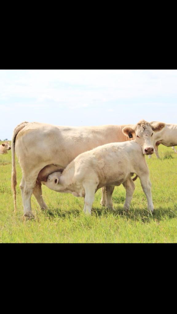 One of our Chiapas daughters. She's doing a great job on her heifer calf! #charolais #fouryearold
