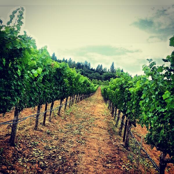 Good Morning from Dunn Vineyards! #dunnvineyards #howellmountain #napavalley #goodmorning #california