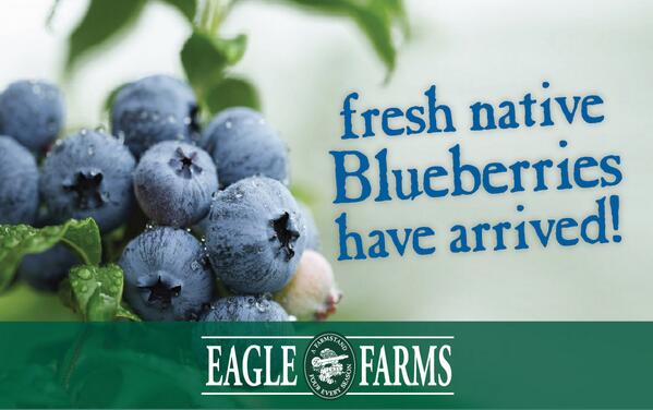 eaglefarms's tweet photo. Fresh Native Blueberries have arrived!! http://t.co/4vj2o78mTV